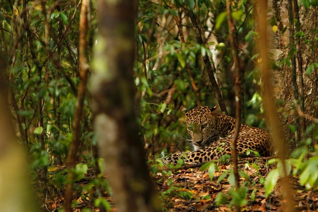 Dagtocht naar Nationaal Park Wilpattu vanuit Negombo