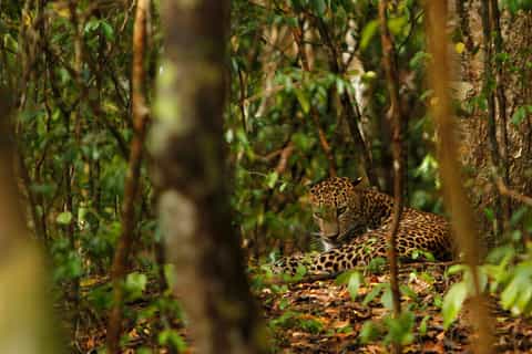 Day Tour to Wilpattu National Park from Negombo