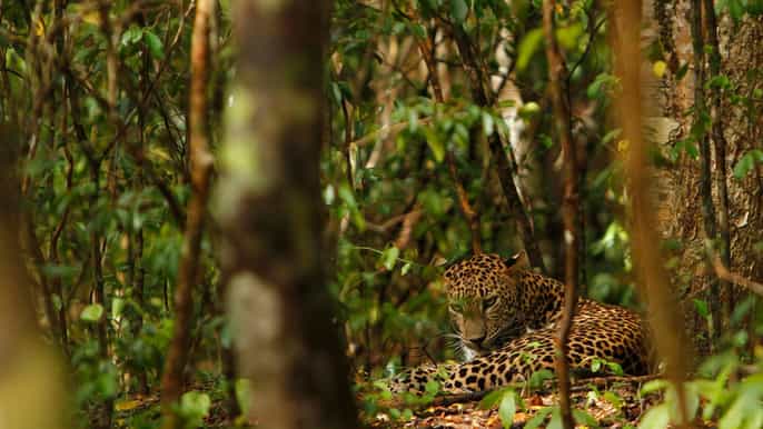 day tour to wilpattu national park from negombo