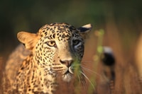 Tour en Safari del Parque Nacional Wilpattu desde Negombo - Hizvo