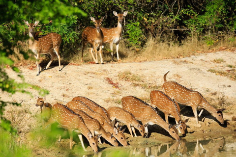 Z Negombo: Park Narodowy Wilpattu Safari - jednodniowa wycieczka z przewodnikiem