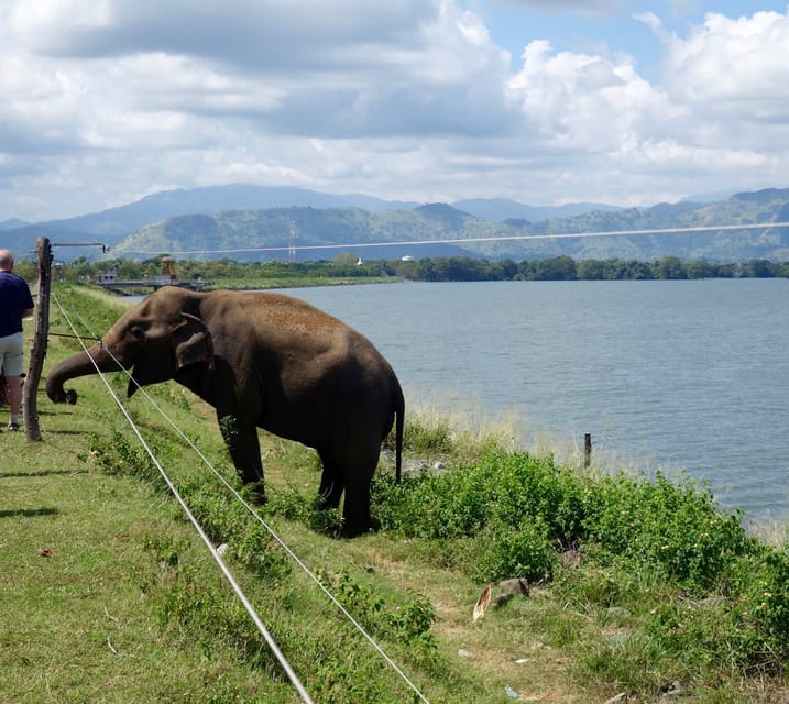 All Inclussive Udawalawa National Park Safari From Colombo Getyourguide