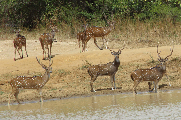 All inclussive Udawalawa National Park Safari From Colombo