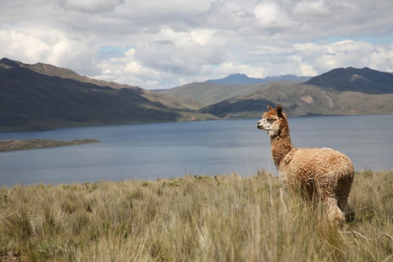 Desde Cusco: tour de día completo al puente de cuerda Q'eswachakaTour grupal