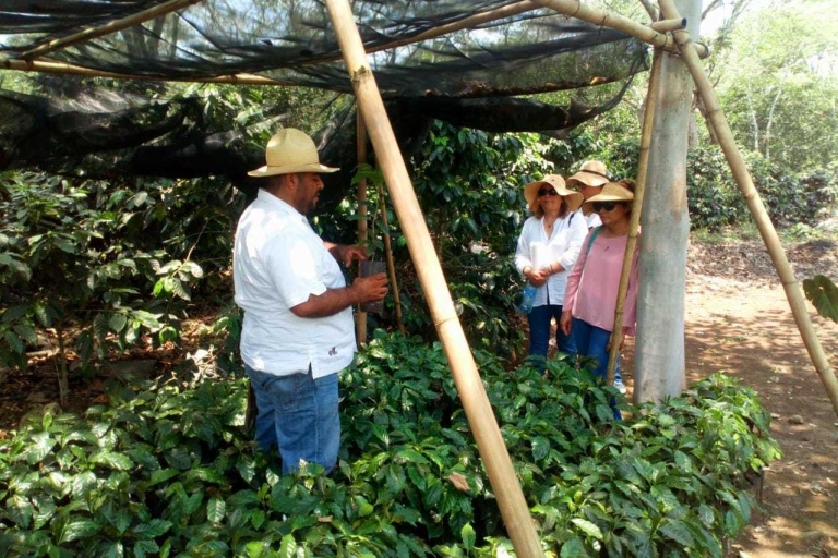 Coatepec : Profitez de la route du caféOption standard