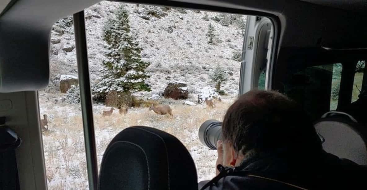 Grand Teton National Park: 4-Hour Wildlife Safari Adventure