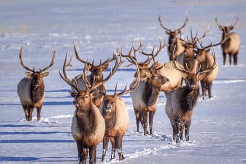 Grand Teton National Park: 4-Hour Wildlife Safari Adventure