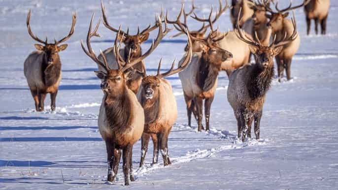 grand teton national park 4hour wildlife safari adventure