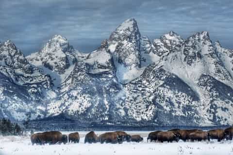 Grand Teton National Park: 4-Hour Wildlife Safari Adventure