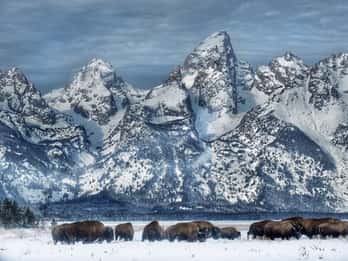 Grand-Teton-Nationalpark: Wildtier-Safari-Abenteuer Grand-Teton-Nationalpark: Wildtier-Safari-Abenteuer