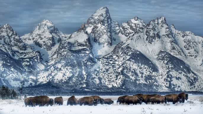 grand teton national park 4hour wildlife safari adventure