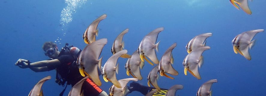 From Koh Kood: Certified Dive Trip