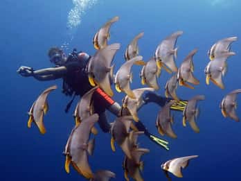 From Koh Kood: Certified Dive Trip