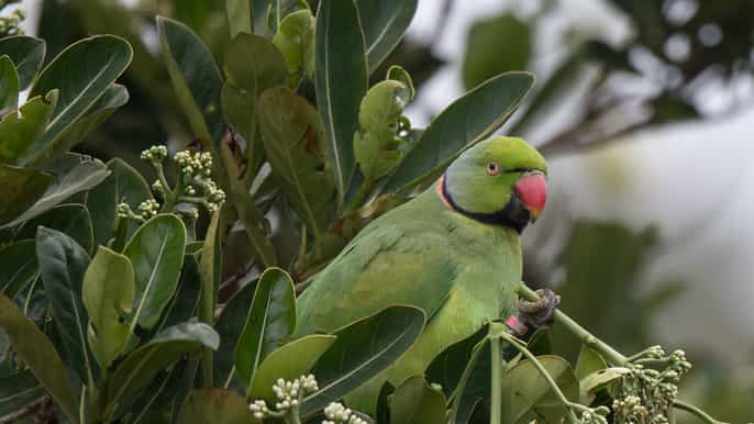 mauritius 4hour bird watching tour