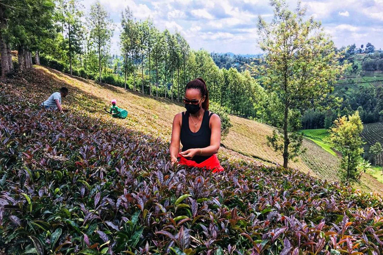 Excursión de 1 día a la Granja de Té Púrpura desde Nairobi -Degustación de té y almuerzo