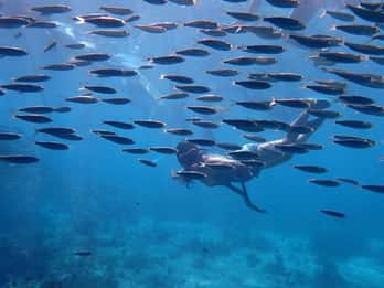Moalboal: Canyoning para iniciantes e sardinhas e tartarugas em grupo privado