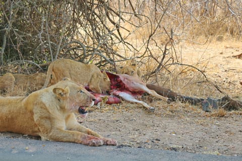 Hazyview: Private Full-Day Kruger Safari