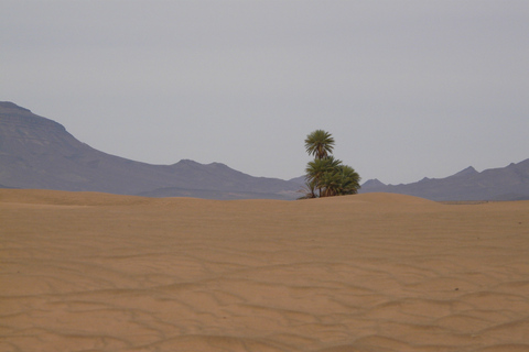 Ab Marrakesch: 2-tägige Wüsten-Tour nach Zagoura