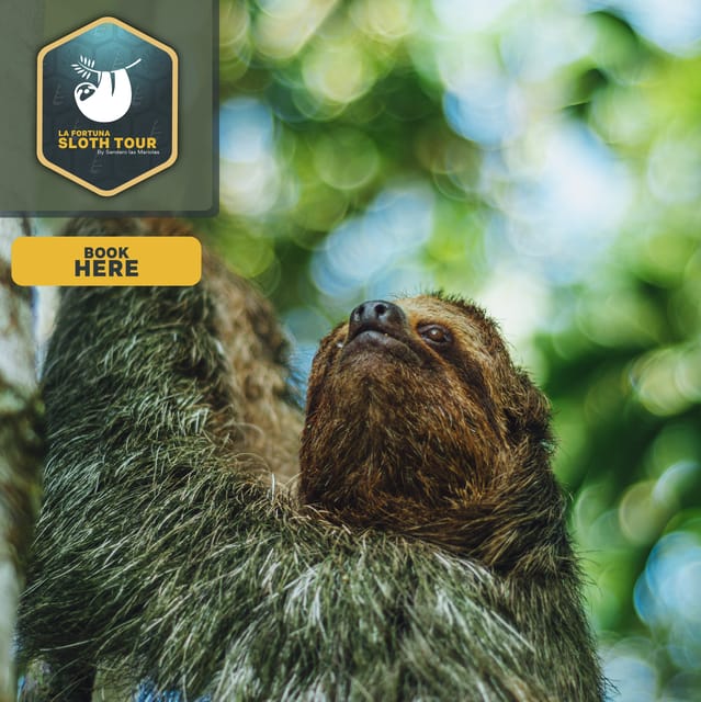 La Fortuna: Sloth Tour in Arenal Volcano Park with Snack | GetYourGuide