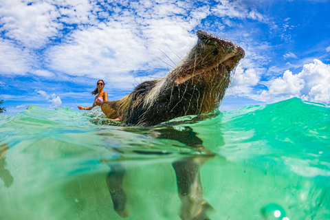 Nassau: Pigs Beach Trip by Boat with Swimming and Feeding