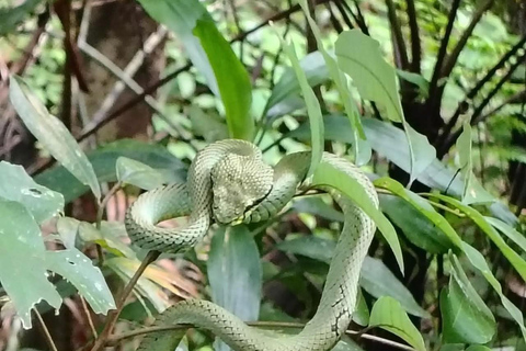 From Colombo/Kalutara: Full-Day Sinharaja Guided Eco Trek