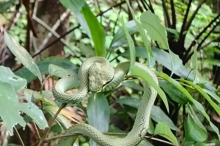 From Colombo/Kalutara: Full-Day Sinharaja Guided Eco Trek