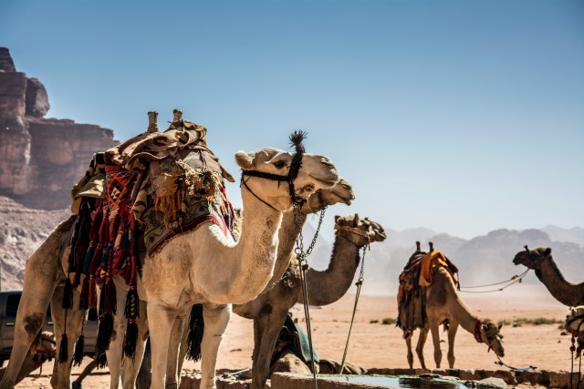 Visit Wadi Rum Camel Ride with tea and Bedouin Guide in Wadi Rum