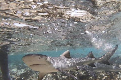 Sal Island: Shark Bay-ervaring vanaf Santa MariaMet een groep