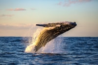 Maui, gira de observación de ballenas ecológicas desde Ma'alaea Harbour - Housity