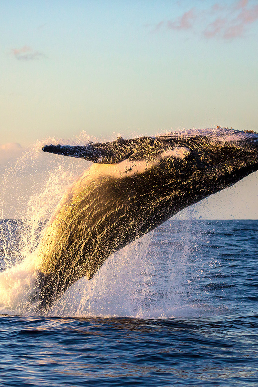 Maui: Eco-Friendly Whale Watching Tour from Ma'alaea Harbor | GetYourGuide