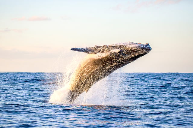 Oahu : Croisière observation des baleines matinale et écologique à Waikiki