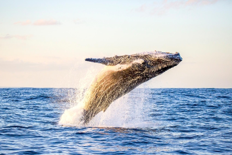 Waikiki Beach: milieuvriendelijke excursie om walvissen te spotten