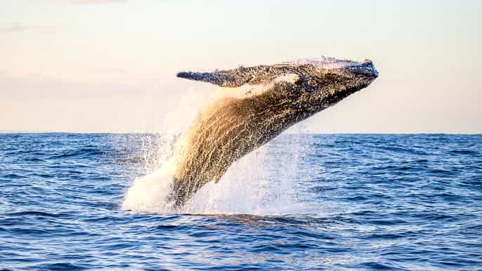 waikiki beach ecofriendly morning whale watching excursion