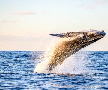 Oahu: Waikiki Eco-Friendly Morning Whale Watching Cruise