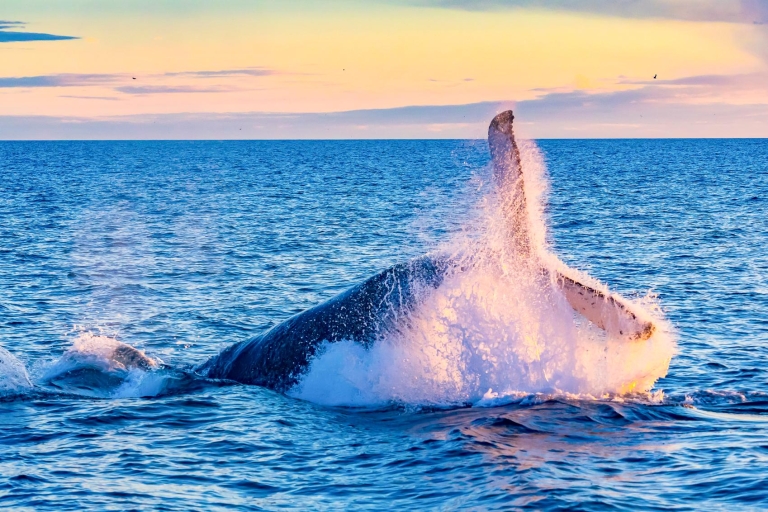 Waikiki Beach: Eco-Friendly Whale Watching Excursion