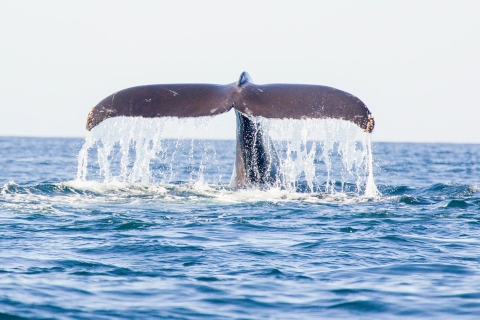 Waikiki: Ekologiczna popołudniowa wycieczka z obserwacją wielorybów
