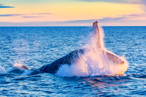 Waikiki: excursion d'observation des baleines après-midi écologique