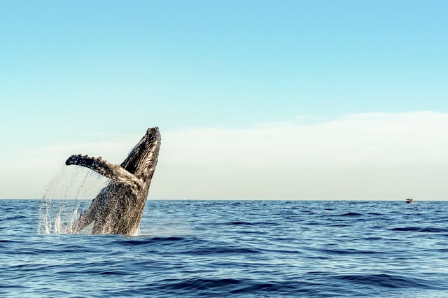 Oahu : Après-midi écologique d&#039;observation des baleines à Waikiki