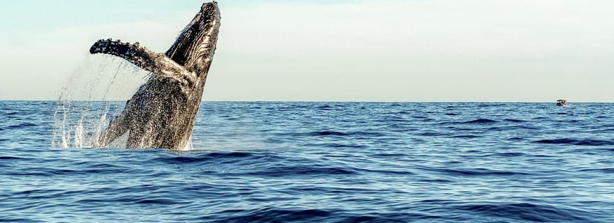 Oahu : Après-midi écologique d'observation des baleines à Waikiki