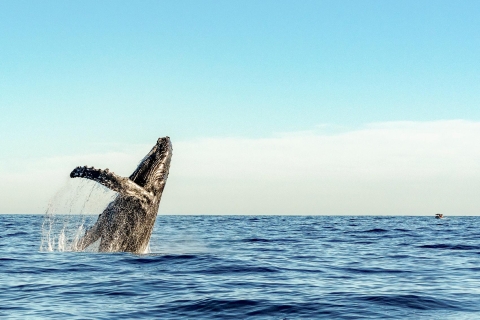 Waikiki: viaje ecológico de avistamiento de ballenas por la tarde