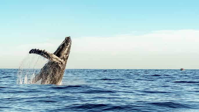 waikiki ecofriendly afternoon whale watching trip