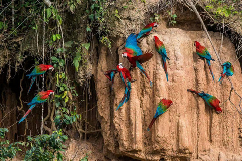 Puerto Maldonado: 3-Day Amazon Lodge Tour with Pool