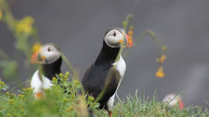 reykjavik 1.5hour puffin watching tour