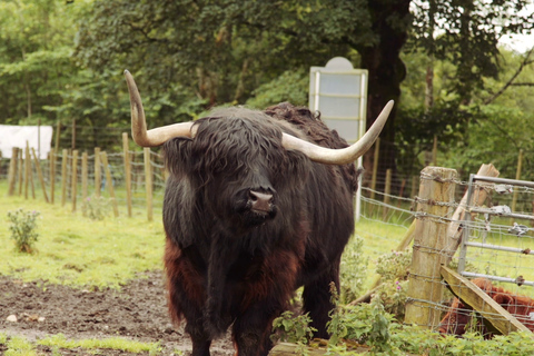 Från Edinburgh: Loch Ness och Highlands Tour på spanska