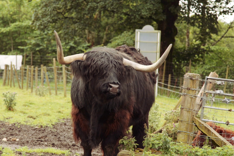 Z Edynburga: Loch Ness i Highlands Tour w języku hiszpańskim