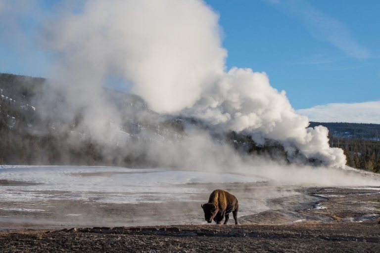 Van Jackson: 4-daagse Grand Teton en Yellowstone wintertour