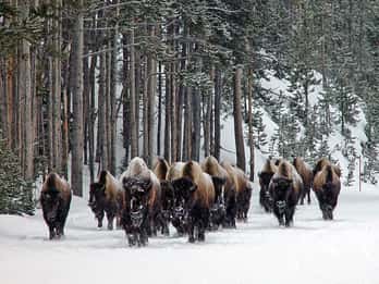 Ab Jackson: 4-tägige Grand Teton und Yellowstone Wintertour Ab Jackson: 4-tägige Grand Teton und Yellowstone Wintertour