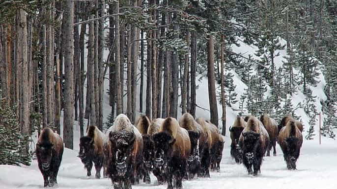from jackson 4day grand teton and yellowstone winter tour