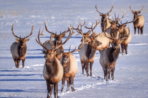 De Jackson: visite hivernale de 4 jours à Grand Teton et Yellowstone