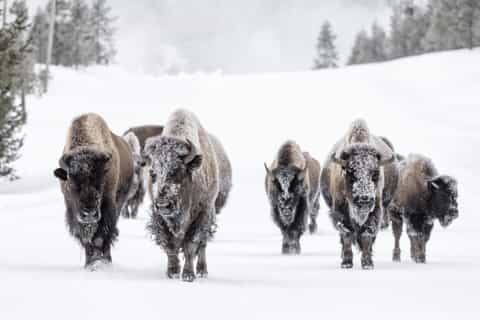 From Jackson: 4-Day Grand Teton and Yellowstone Winter Tour